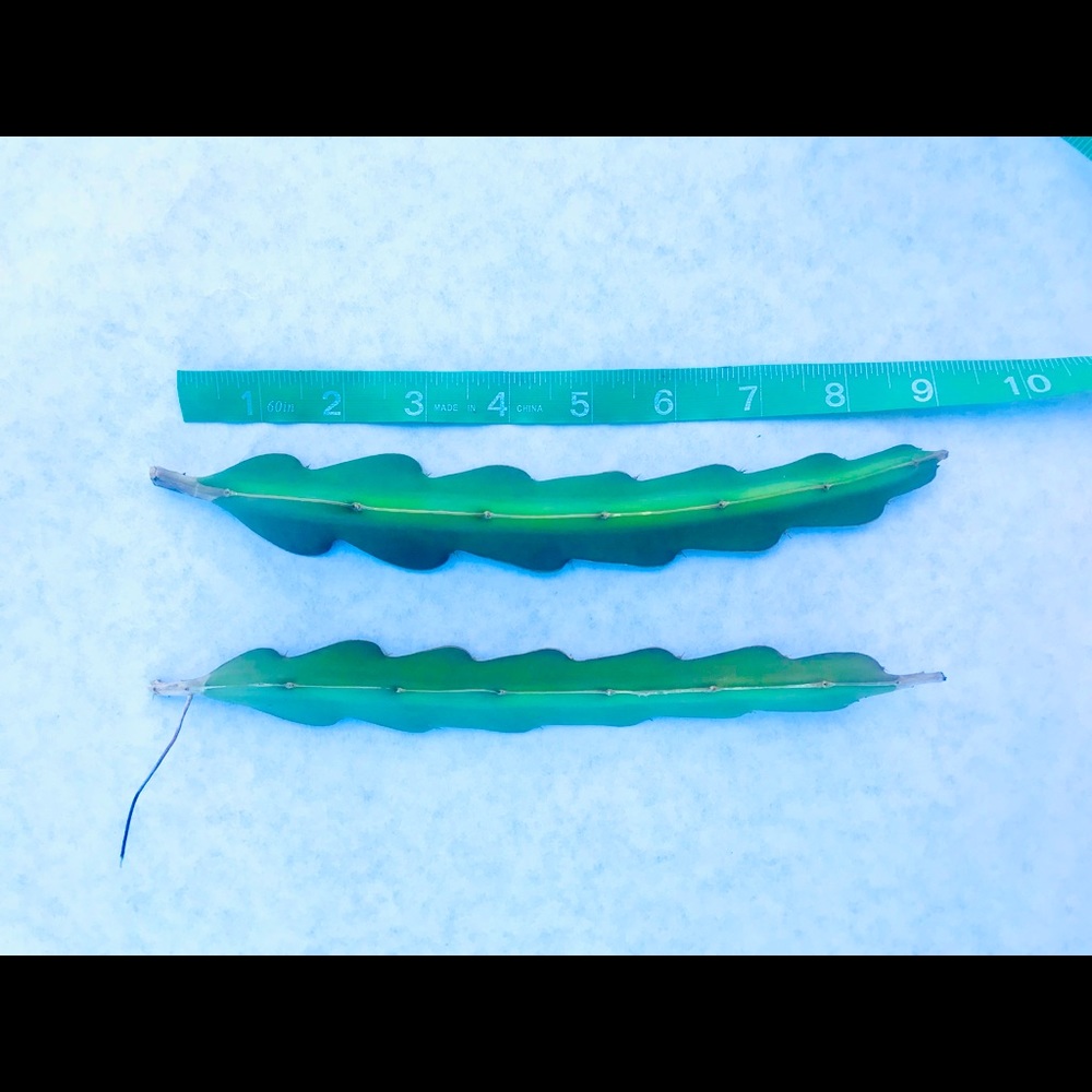 9” Dragon Fruit / Pitaya Cuttings